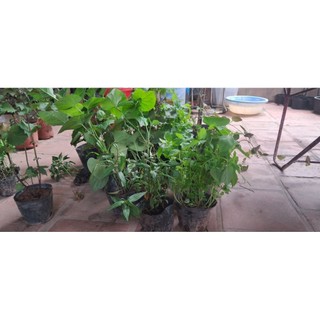 Combo 2 bầu cây rau kinh giới. 1 bầu có vài cây ạ.