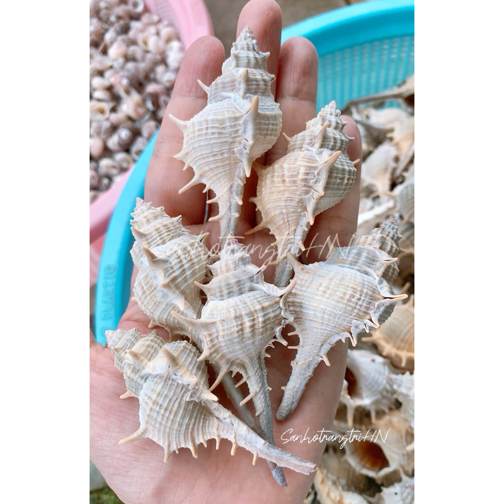 Vỏ ốc Gai Đuôi Dài - Vỏ ốc trang trí - Vỏ ốc đẹp - Vỏ ốc sưu tầm