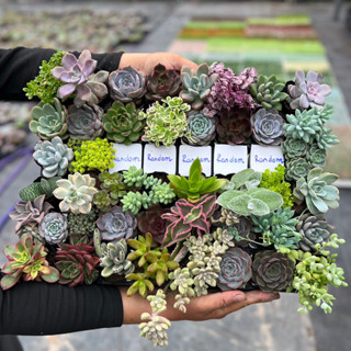  combo 5 sen đá size bầu THUANPHAT GARDEN 4-6cm lựa ngẫu nhiên 