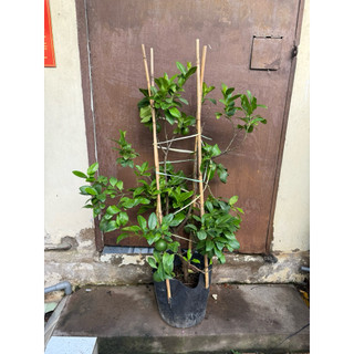 Cây chanh ta (chanh tứ quý) size 45-60cm, gốc chắc khoẻ