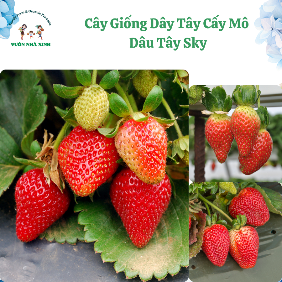 10 Cây Tặng 1 Cây Giống Dâu Tây Sky Cấy Mô Chuẩn Giống 99% Chịu Nhiệt