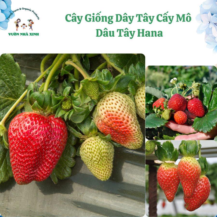 Mua 10 Tặng 1 Cây Giống Dâu Tây Hana Cấy Mô Chuẩn Giống Chịu Nhiệt