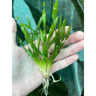 HẸ XOẮN thủy sinh (10 CÂY)