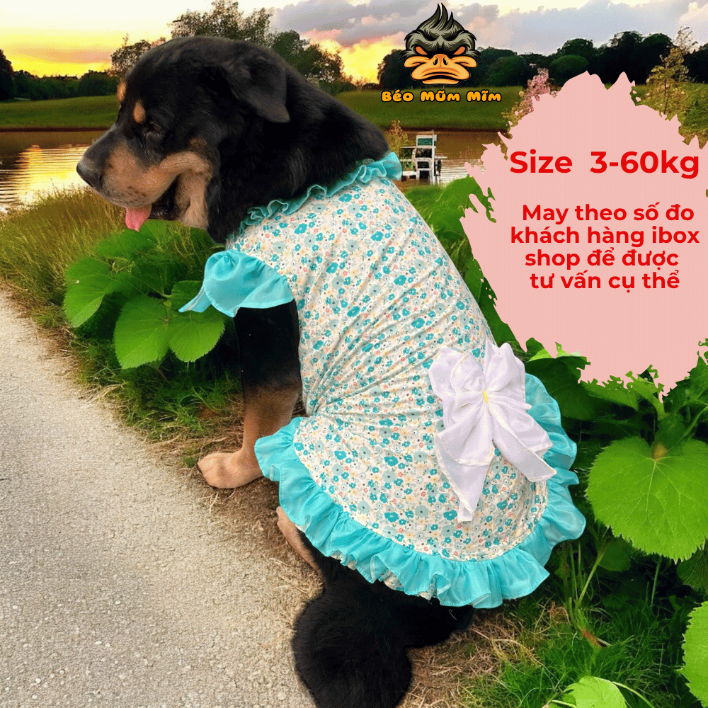 Váy cho chó to từ 3-60kg  – Váy hoa xanh viền bèo dễ thương – May theo số đo