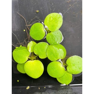 BÈO NHẬT THỦY SINH