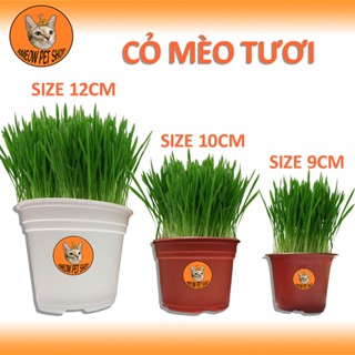 CỎ MÈO TƯƠI - CỎ MÈO LÚA MÌ TRỒNG SẲN CHO MÈO - CỎ MÈO TIÊU BÚI LÔNG  ( CÓ SẲN - ƯU TIÊN HOẢ TỐC)