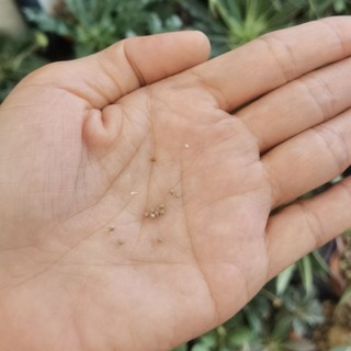 Set 5Hạt Mặt Trời Dorstenia sp