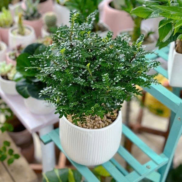 Chậu Cây Cần Thăng Bụi để bàn phong thuỷ tán lá đẹp gốc rễ khỏe mạnh trang trí nội thất