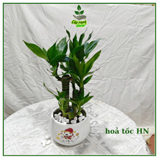  Cây Trúc Phú Quý Phát Tài phát lộc  Để Bàn Kèm Chậu SỨ cao 20-25cm Thân to thân bé 