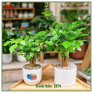   Hoả tốc HN Cây hạnh phúc thân gỗ để bàn kèm chậu sứ cao 30-35cm 