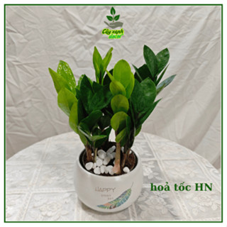 (Hoả tốc HN) Cây kim tiền ,cây phát tài phát lộc để bàn cao 20 -25 cm