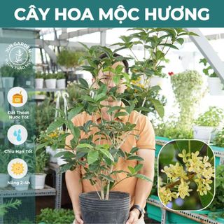 Cây Hoa Mộc Hương, Mộc ta size Nhỏ Jun Garden