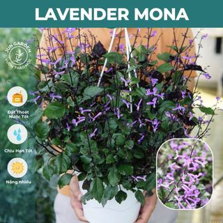Cây Hoa Mona Lavender JUN GARDEN Màu Tím -GH