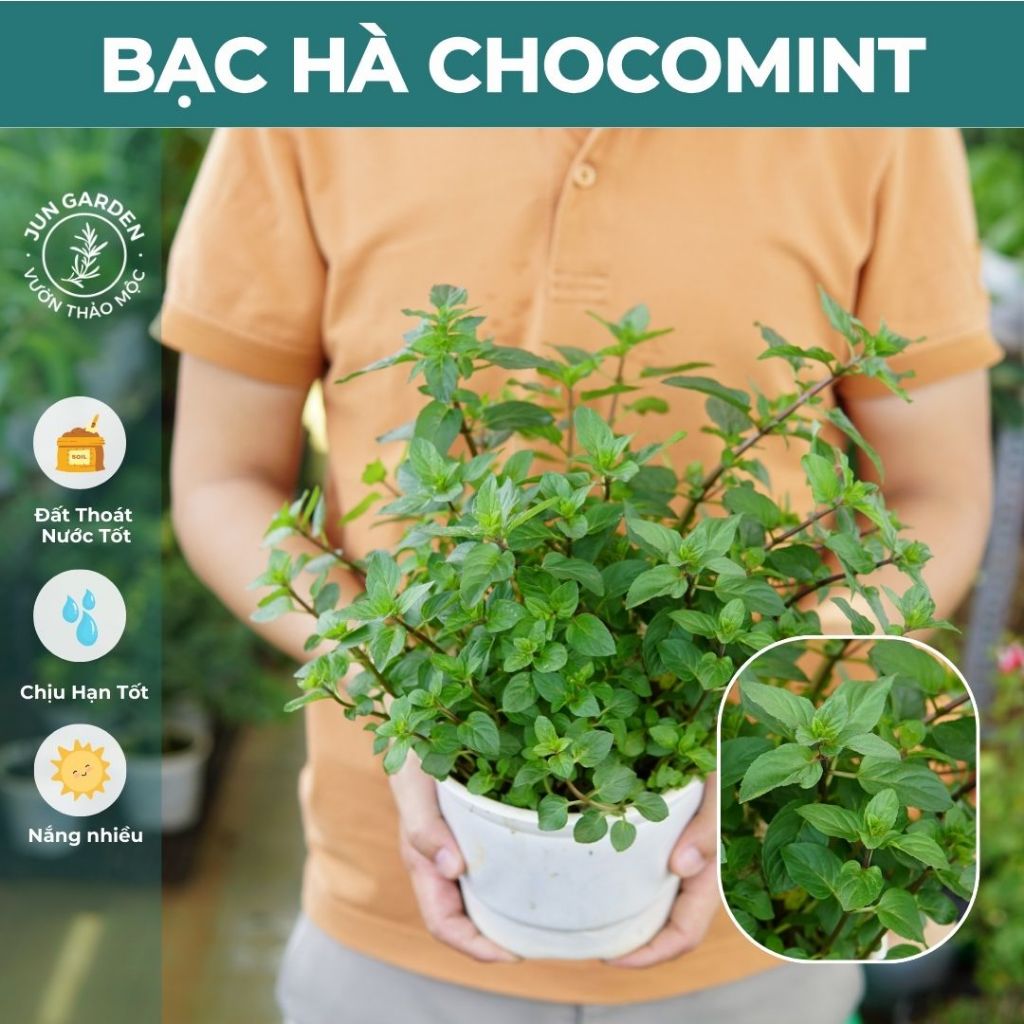 Cây Bạc Hà Chocomint JUN GARDEN Socola Mint