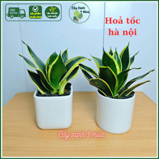 Chậu cây Lưỡi Hổ Thái MINI Để Bàn Phong Thủy Kèm Chậu Sứ Cao Cấp Cao 15-20cm (lưỡi hổ thấp)