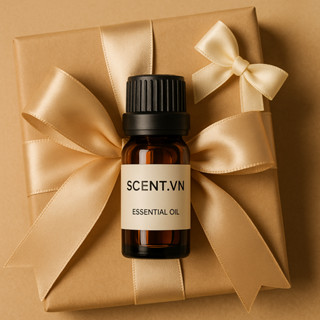 [Quà tặng] Tinh dầu Quế Vị (Rau Xá Xị - Quế Đất) thiên nhiên thơm lành xông phòng kháng khuẩn chống oxy hóa | SCENT