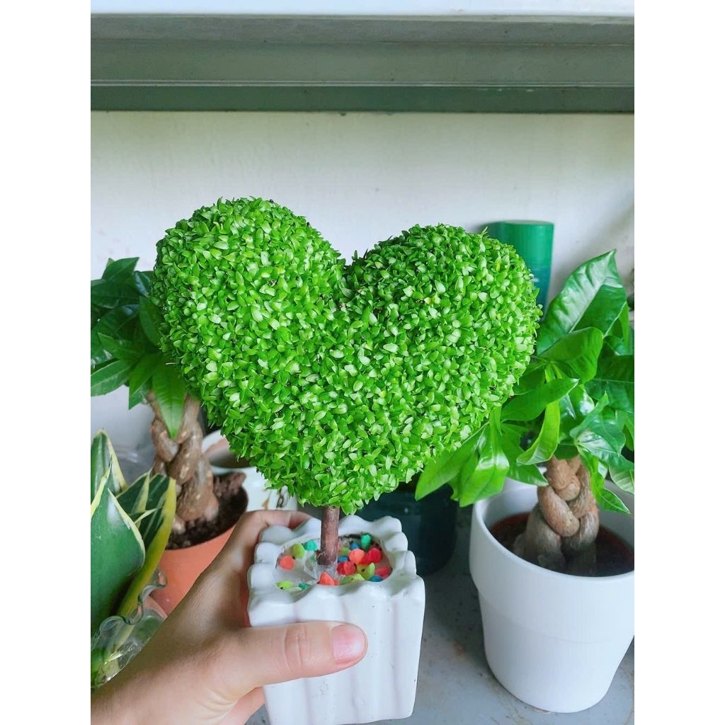 Chậu Cây May Mắn Trái Tim