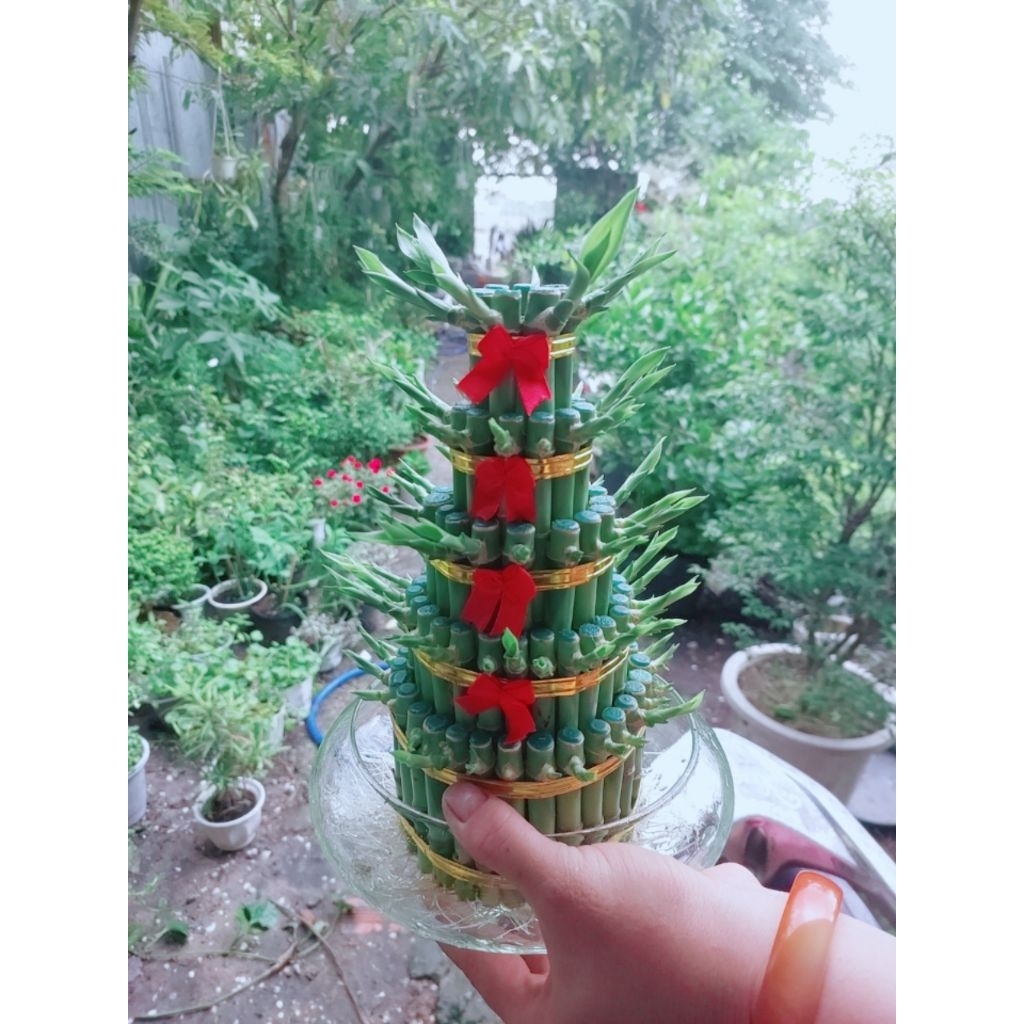 Phát Tài 5 Tầng Kèm Chậu