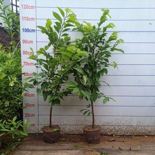 Na choai cây nhỡ