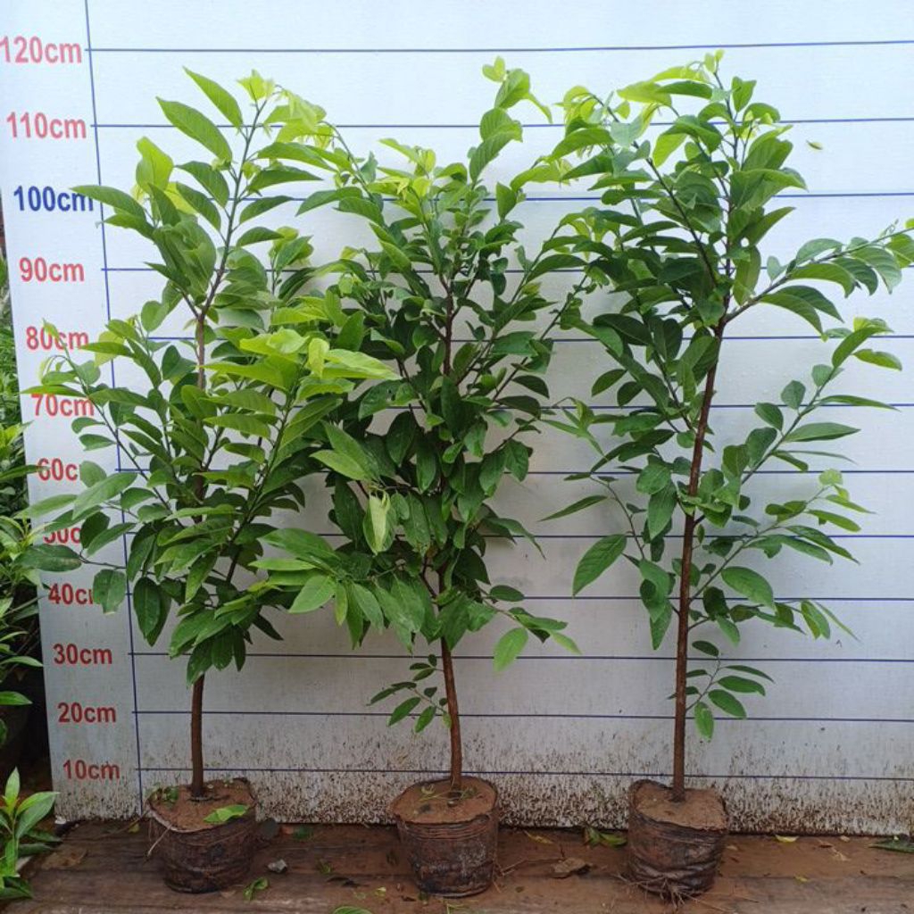 Na choai cây nhỡ