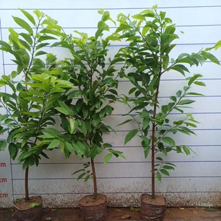 Na choai cây nhỡ