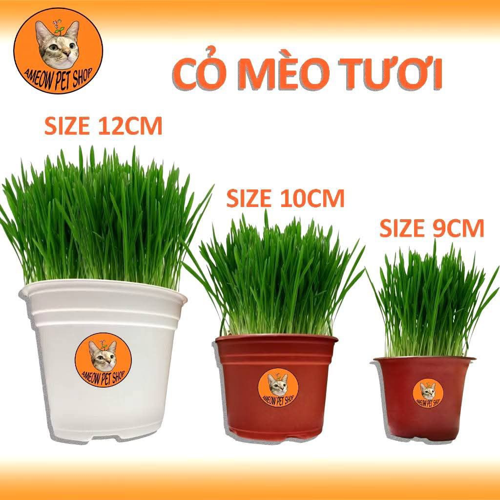[GIAO NHANH -HCM] CHẬU CỎ LÚA LÚA MÌ CHO MÈO - CỎ MÈO HỔ TRỢ TIÊU BÚI LÔNG