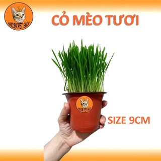 [GIAO NHANH -HCM] CHẬU CỎ LÚA LÚA MÌ CHO MÈO - CỎ MÈO HỔ TRỢ TIÊU BÚI LÔNG