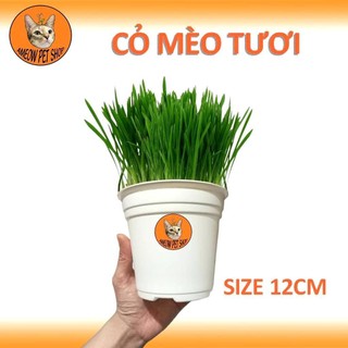 [GIAO NHANH -HCM] CHẬU CỎ LÚA LÚA MÌ CHO MÈO - CỎ MÈO HỔ TRỢ TIÊU BÚI LÔNG