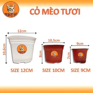 [GIAO NHANH -HCM] CHẬU CỎ LÚA LÚA MÌ CHO MÈO - CỎ MÈO HỔ TRỢ TIÊU BÚI LÔNG