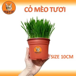 [GIAO NHANH -HCM] CHẬU CỎ LÚA LÚA MÌ CHO MÈO - CỎ MÈO HỔ TRỢ TIÊU BÚI LÔNG