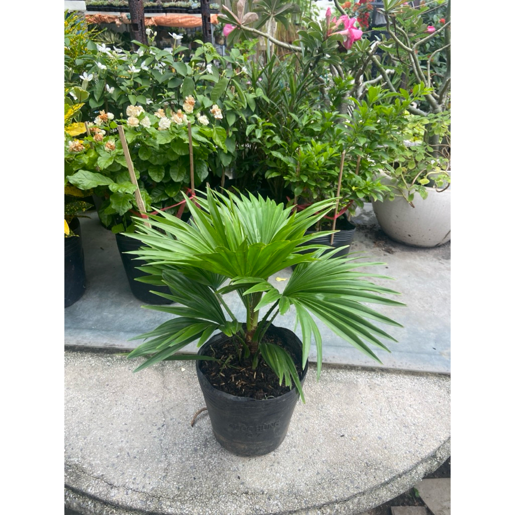 Cây cọ để bàn mini
