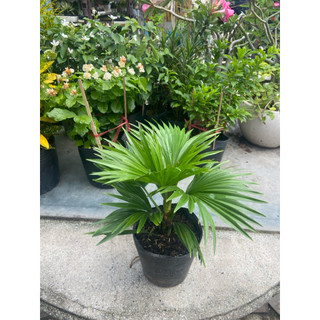 Cây cọ để bàn mini