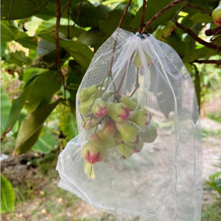 COMBO 100 Túi bọc trái cây bằng Lưới mùng thoáng khí- Chuyên dùng túi bao ổi , mận, xoài, bưởi, dưa lưới