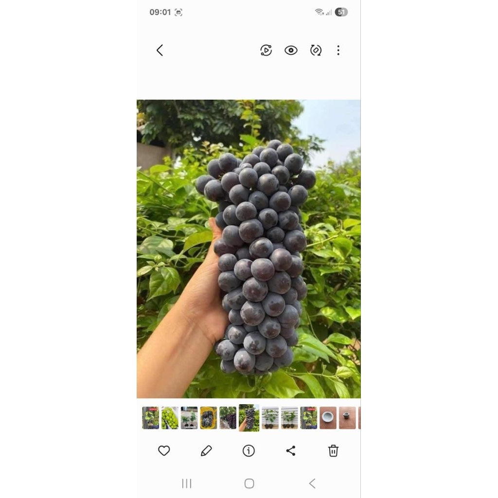 nho giống nho đen và nho sữa cây nhanh tro quả nhanh nho không hạt