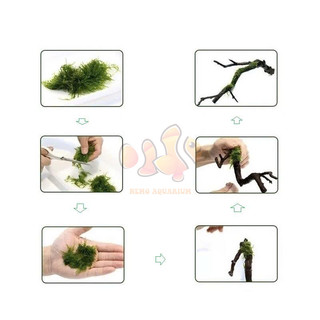 CƯỚC TÀNG HÌNH BUỘC RÊU - CỐ ĐỊNH CÂY THỦY SINH LÊN ĐÁ LŨA SỢI MỎNG TRONG SUỐT