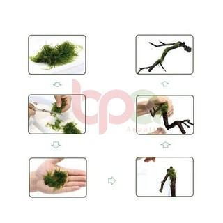 CƯỚC TÀNG HÌNH BUỘC RÊU - CỐ ĐỊNH CÂY THỦY SINH LÊN ĐÁ LŨA SỢI MỎNG TRONG SUỐT