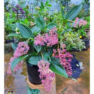 Chậu hòn ngọc viễn đông thái ( cao 40-60cm )