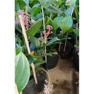 Chậu hòn ngọc viễn đông thái ( cao 40-60cm )