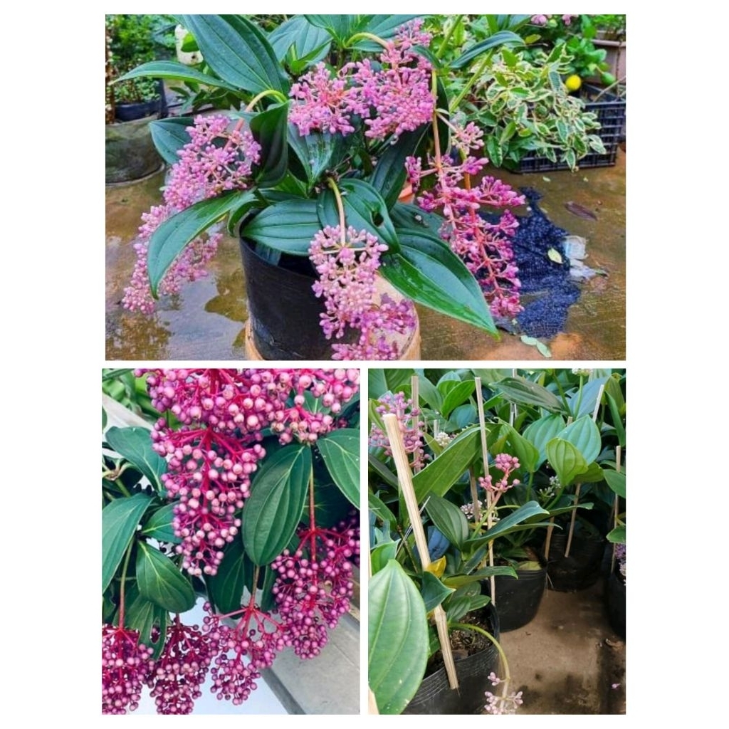 Chậu hòn ngọc viễn đông thái ( cao 40-60cm )