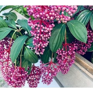 Chậu hòn ngọc viễn đông thái ( cao 40-60cm )