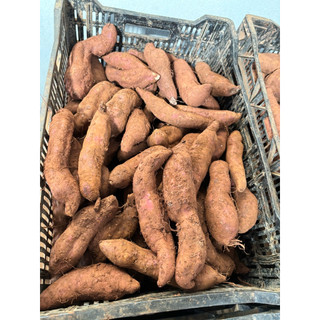 5kg khoai lang mật size 4-8 củ /kg vừa ăn