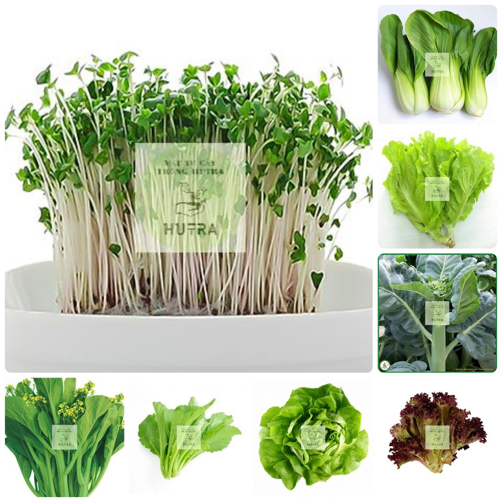 💯MUA NHIỀU GIẢM GIÁ✔️ Hạt Giống Rau Cải, Hạt giống cải bẹ xanh, Cải Mỡ, Cải Xanh Baby, Cải Thìa, Cải