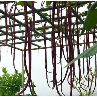 Gói 10 gr hạt giống đậu đũa tím