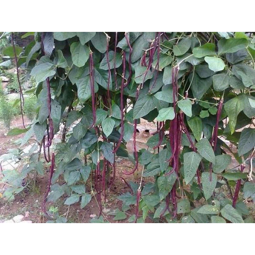 Gói 10 gr hạt giống đậu đũa tím