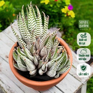 Sen đá móng rồng bụi già 2 năm tuổi SONDA GARDEN kèm chậu đất nung 8cm và 300g đất size 5-8 cm