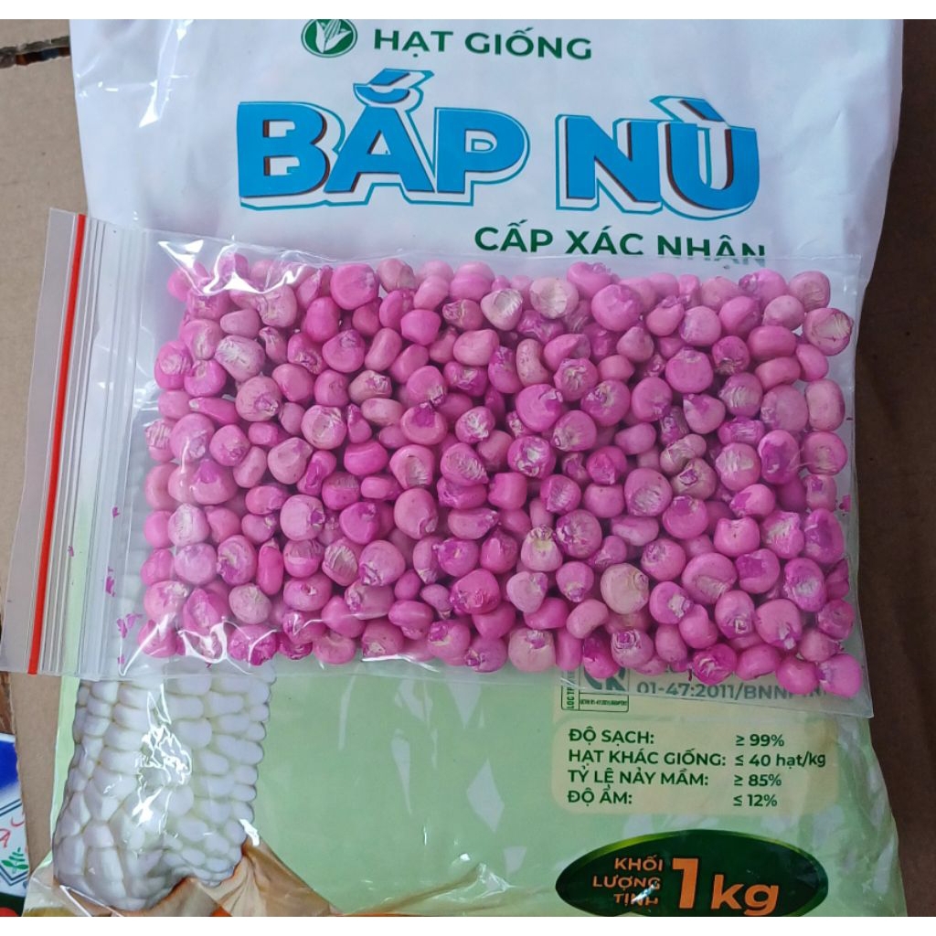Hạt giống bắp nếp nù cao sản siêu dẻo - Ngô nếp nù - Gói 100g