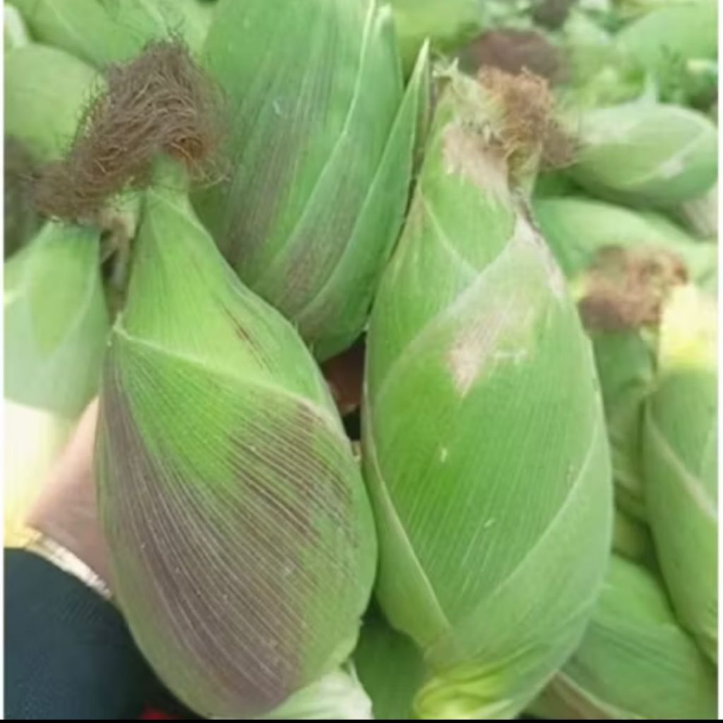 Hạt giống bắp nếp nù cao sản siêu dẻo - Ngô nếp nù - 1kg