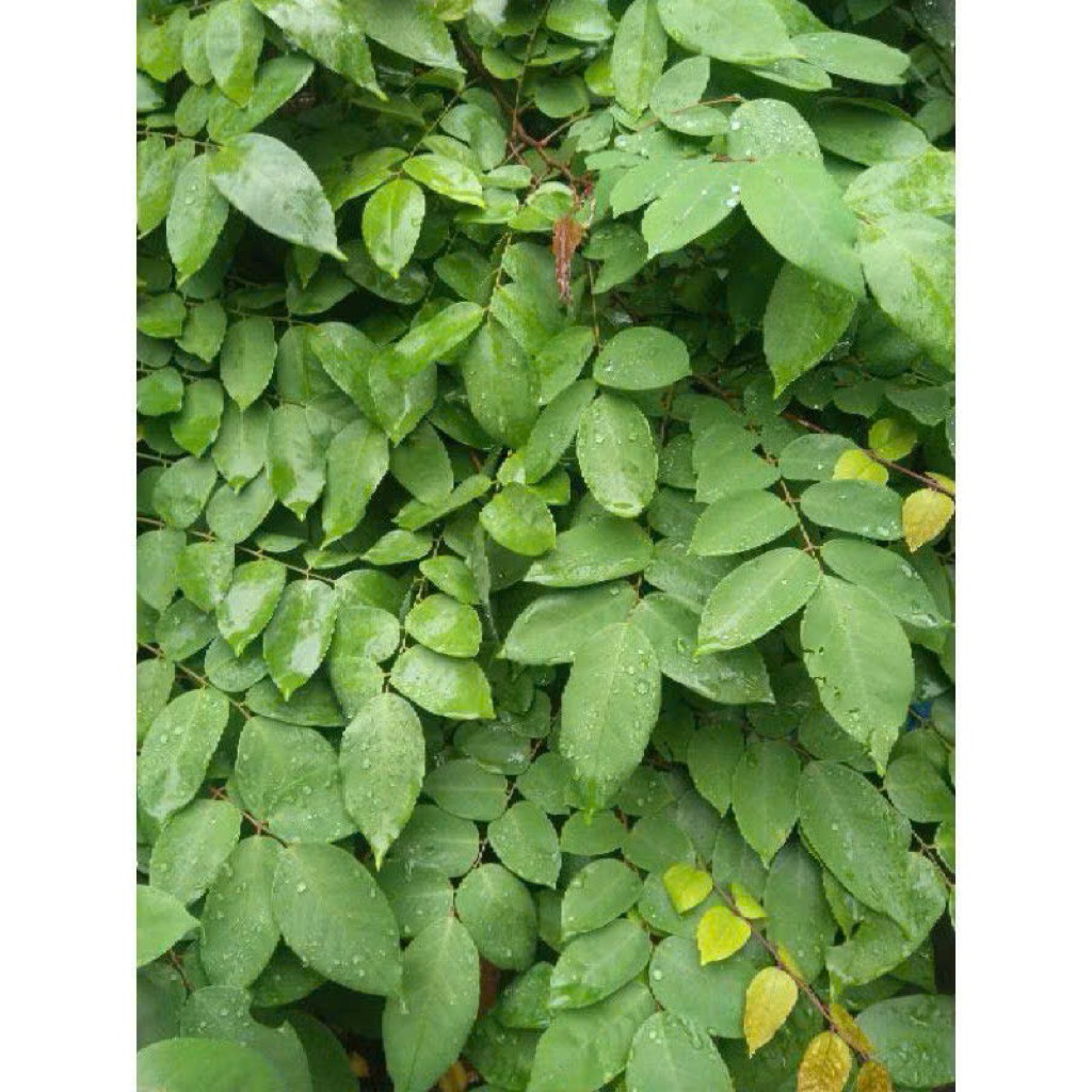 Lá khế tươi  200 g lá khế chua tắm viên nấm ngứa rôm sảy