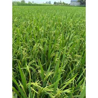 Phân Bón KALI SỮA THUỴ SỸ ( Siêu Đậm Đặc ) chai 500ml