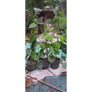 Cây trầu không (trầu quế)